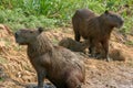 Capybaras, Hydrochoerus hydrochaeris, in the Pantanal region of Brazil