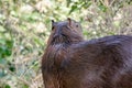 Capybaras, Hydrochoerus hydrochaeris, in the Pantanal region of Brazil