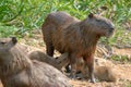 Capybaras, Hydrochoerus hydrochaeris, in the Pantanal region of Brazil