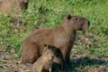 Capybaras, Hydrochoerus hydrochaeris, in the Pantanal region of Brazil