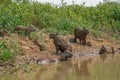 Capybaras, Hydrochoerus hydrochaeris, in the Pantanal region of Brazil