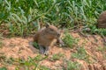 Capybaras, Hydrochoerus hydrochaeris, in the Pantanal region of Brazil