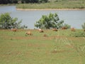 Capybaras outdoors Royalty Free Stock Photo