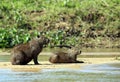 Capybaras on River Bank