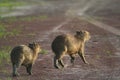 Capybaras on a road Royalty Free Stock Photo