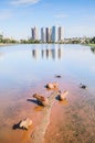 Capybaras on the shallow end of a park lake and some ducks swimming. Royalty Free Stock Photo