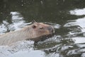 A capybaras swimming Royalty Free Stock Photo