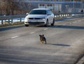 car attacking a mad dog on road Royalty Free Stock Photo