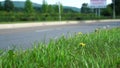 Car, bicycler rides on road. Blurred background. Close up shot, focused on grass in foreground