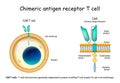 CAR - Chimeric antigen receptor T cell