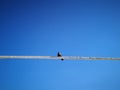 Raven on the roof Royalty Free Stock Photo