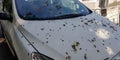 Car is covered with bird`s extremes