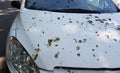 Car is covered with bird`s extremes