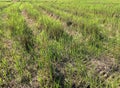 Car crossing large rice fields growing with tire tracks on wet muddy, road, Tyre track on dirt mud, off road track.The cornfield Royalty Free Stock Photo