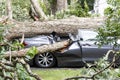 Car crushed by tree during hurricane Royalty Free Stock Photo