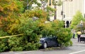Car destroed by a fallen tree Royalty Free Stock Photo