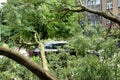 Car destroyed by a fallen tree during hurricane
