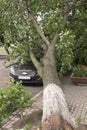 Car destroyed by a fallen tree on street. Royalty Free Stock Photo