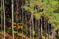 Car drives through the pine forest in Pangung national park Royalty Free Stock Photo