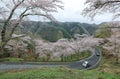 A car driving on a curvy highway winding up the hill with flourishing cherry blossom trees