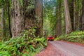 Car driving on Dirt Road in Redwood National Park California Royalty Free Stock Photo