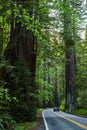 Car driving down clean road in forest of Redwoods