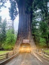 A car driving through a famous huge california redwood tree, the chandelier tree, outside of Legget, North California