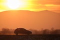 Car driving fast on intercity road at sunset. Highway traffic in evening Royalty Free Stock Photo