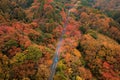 A car driving on road with fall foliage in autumn season near Fujikawaguchiko, Yamanashi. Aerial view of trees in Japan