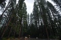 A Car Driving among Tall Trees on a Rainy Day in Yosemite National Park - California, USA Royalty Free Stock Photo