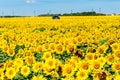 car in field of a blossoming sunflower Royalty Free Stock Photo
