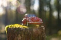 Car in the Forest, Auto im Wald