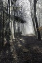 Car in forest with sunbeams in winter landscape Royalty Free Stock Photo