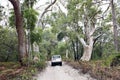 Car in the jungle forest of Fraser Island, four wheel drive vehicle on sandy way through eucalyptus forest Royalty Free Stock Photo