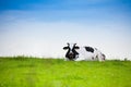 Car laying on the grass Royalty Free Stock Photo