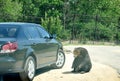 Car and little bear