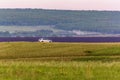 The car moves along the road along the field through Royalty Free Stock Photo