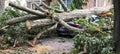 Tree lands on car during storm on Long Island Royalty Free Stock Photo