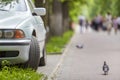 Car parked in pedestrian zone under trees along street with walking people on summer day Royalty Free Stock Photo