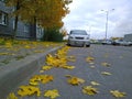 Car parking on road. Yellow dry fallen maple leaves on asphalt. Golden autumn street. Fall Scene. Ecology. Tree. Sustainable Royalty Free Stock Photo