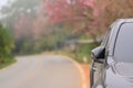 A car is parking on on the roadside with blooming Wild Himalayan cherry blossoms Royalty Free Stock Photo