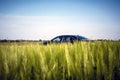 Car peeping out due to a tall young barley on the sky background Royalty Free Stock Photo