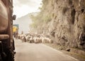 Car Point of view image. A flock of Sheep walking along a country highway in himalayan mountain pass in Leh Ladakh Manali Road of