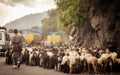 Car Point of view image. A flock of Sheep walking along a country highway in himalayan mountain pass in Leh Ladakh Manali Road of