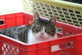 Beautiful cat is lying in a red plastic basket Royalty Free Stock Photo
