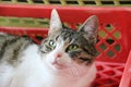 Beautiful cat is lying in a red plastic basket Royalty Free Stock Photo