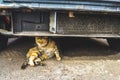 Cat under the car - Camara Royalty Free Stock Photo