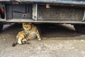 Cat under the car - Camara Royalty Free Stock Photo