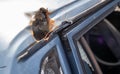 Car riddled with bullets. War of Russia against Ukraine. A car of civilians shot by the Russian military during the evacuation of Royalty Free Stock Photo