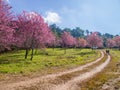 Car route for tourists in Pink forest of Sakura with blue sky. Prunus cerasoides in Thailand
